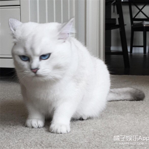 1985125 狂飙的蜗牛