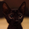 1994056 自私的猫