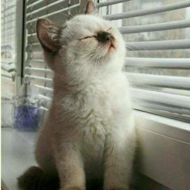 200226  猫儿