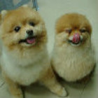 205860 dolly