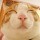 205963 @_⌒Garfield