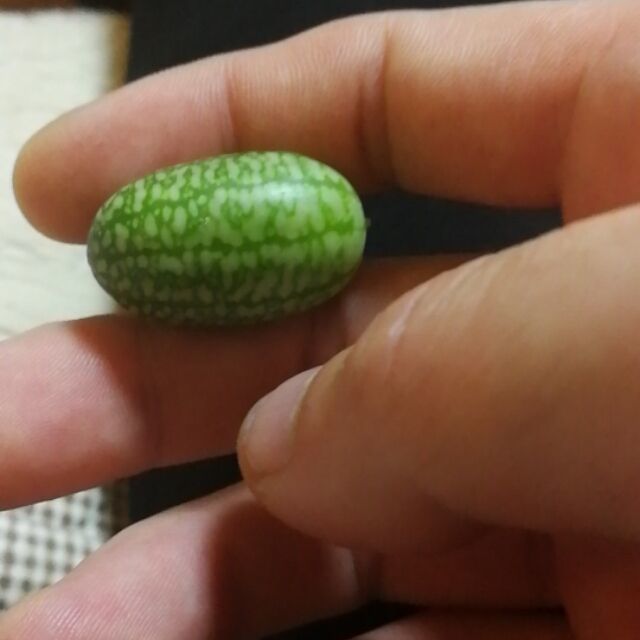 206163 窦