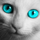 216370 金猫actil