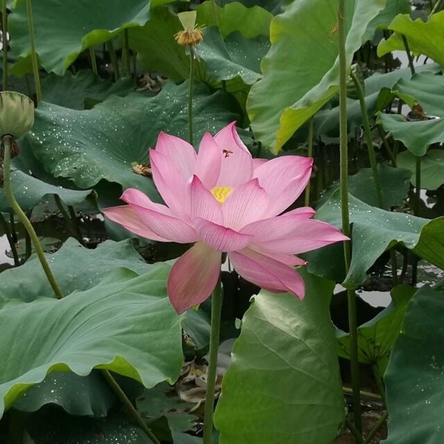 216379 逸