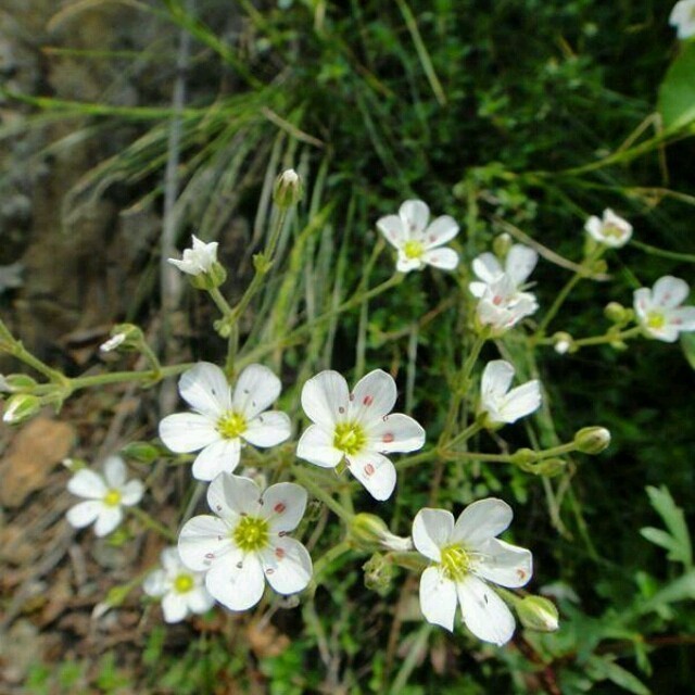 228261 燕难飞