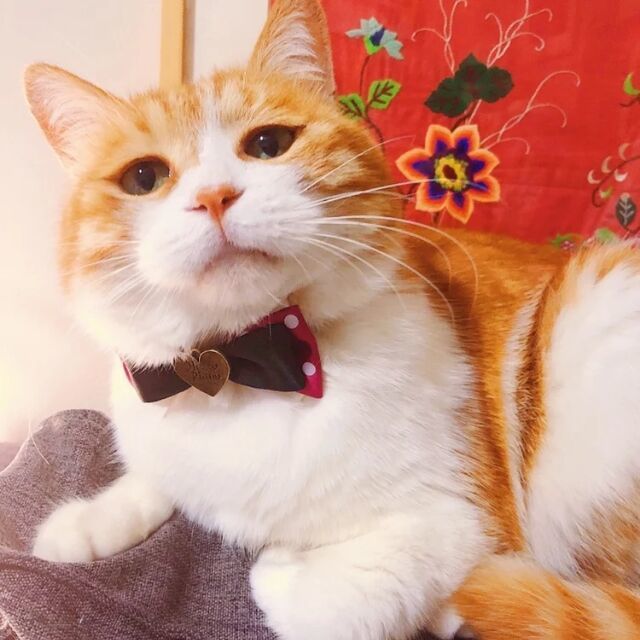 228826 ♡ 愿