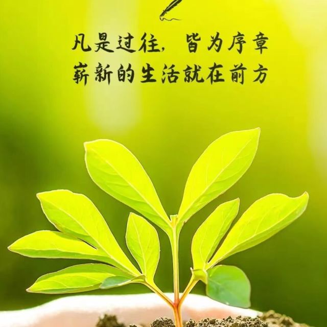 228841 凤凰涅槃