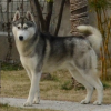229769 狼情月