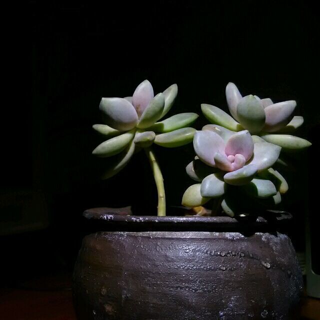 2323157 凡夫俗子
