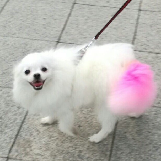 2326822 烟花三月