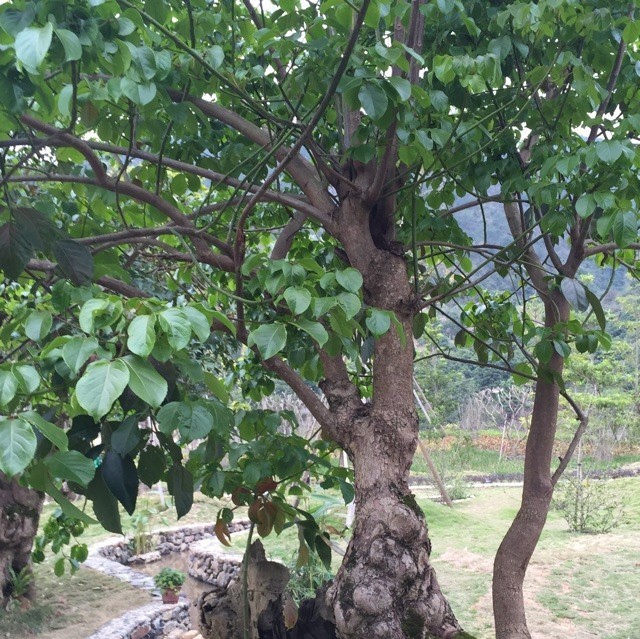 2329305 □晓风拍岸