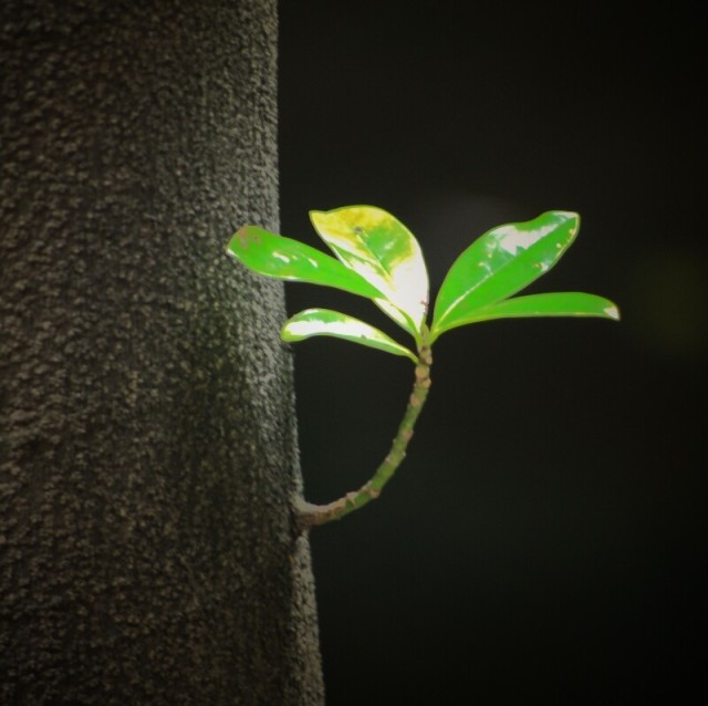 2331599 cnleaf