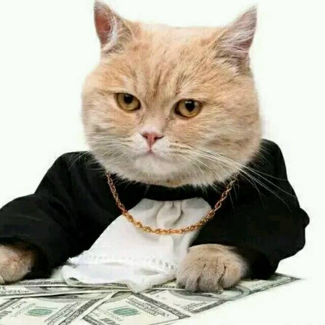 2334932 吉祥的猫爸