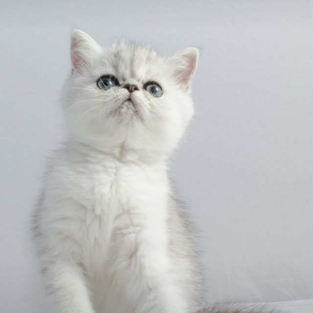 2335486 爱上猫的鱼