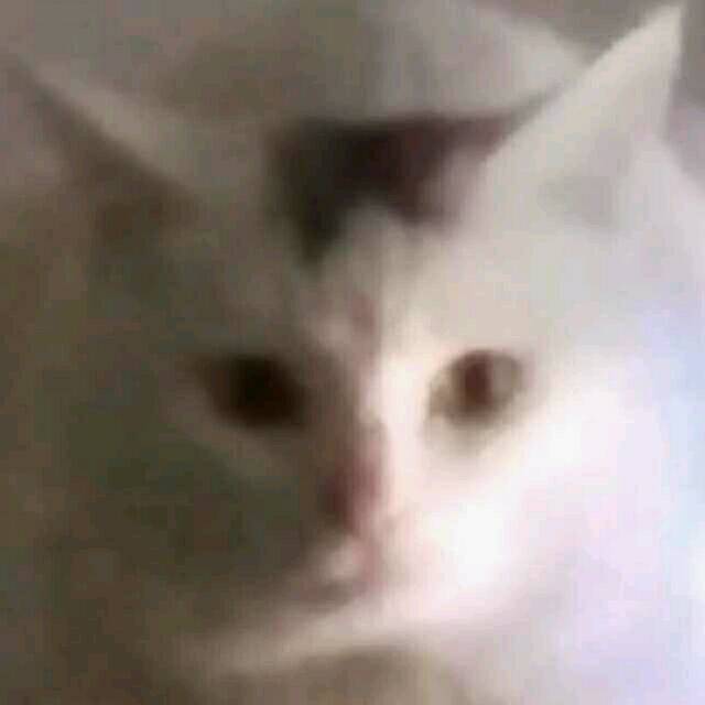 2341392 喵爷