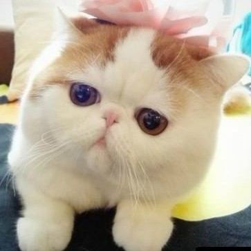2342342 ヘ微笑の哖芲▎