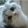 2343279 小猫