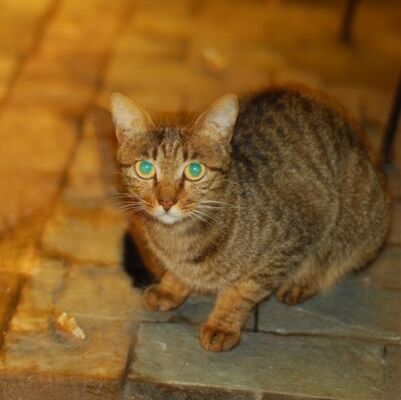 2352551 怕晒太阳的猫