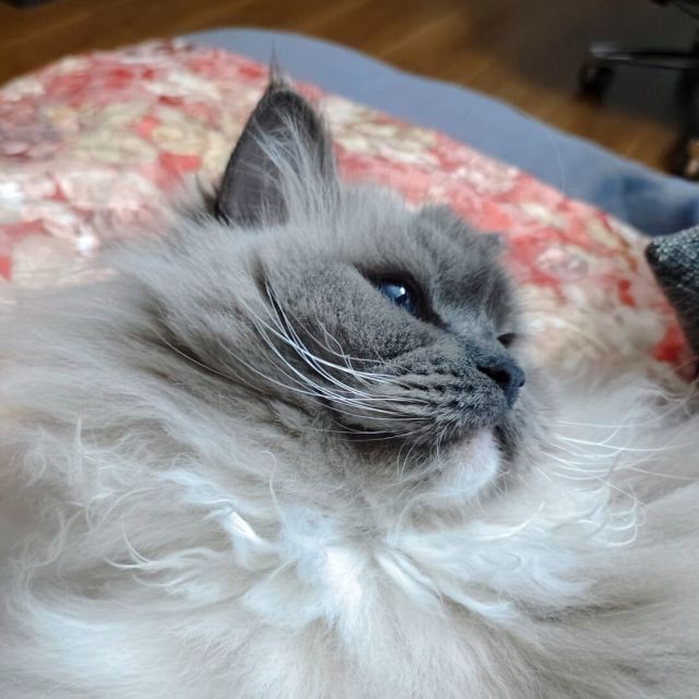 2354519 发呆的猫