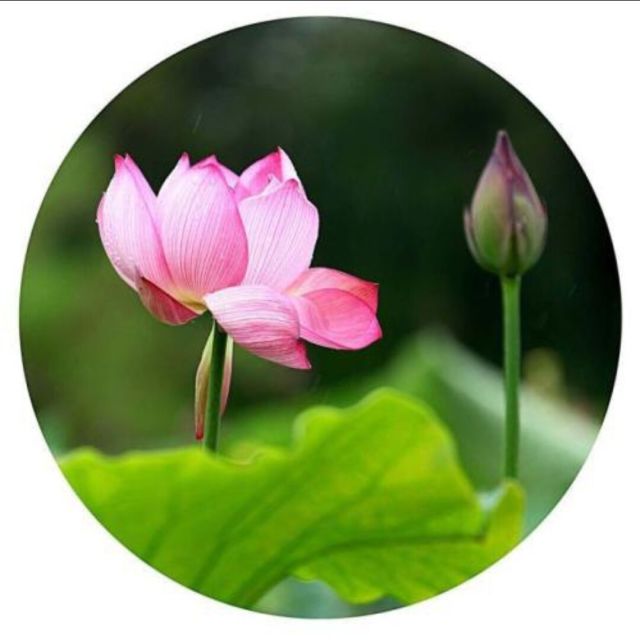 2359585 Liang