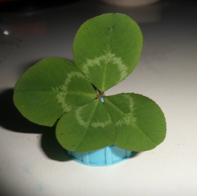 2359848 骑羊的鱼