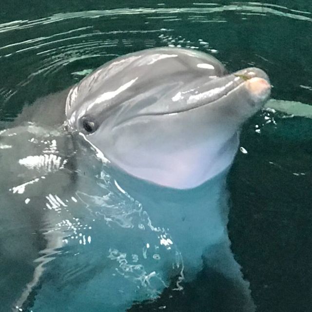 2363251 沙漠玫瑰Iris