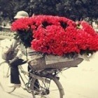 2364082 独占１朶花//