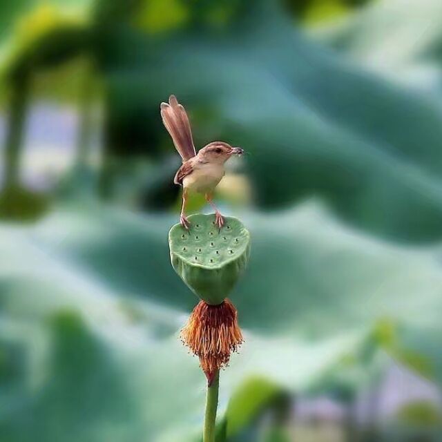 2364477 踏月