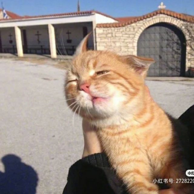 2365600 菲鱼/sun