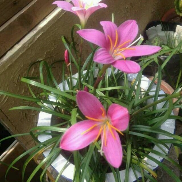 2365682 orchid