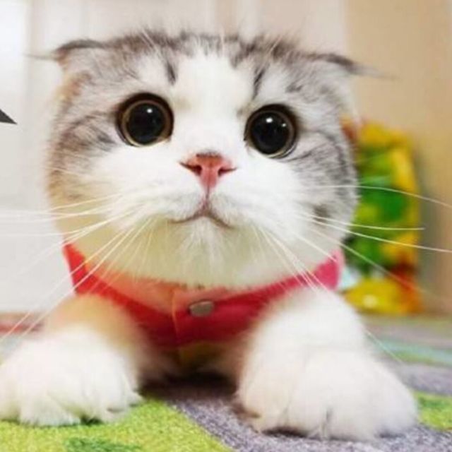 2368442 ♡♡♡♡♡♡