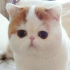 2370426 天生掌门人