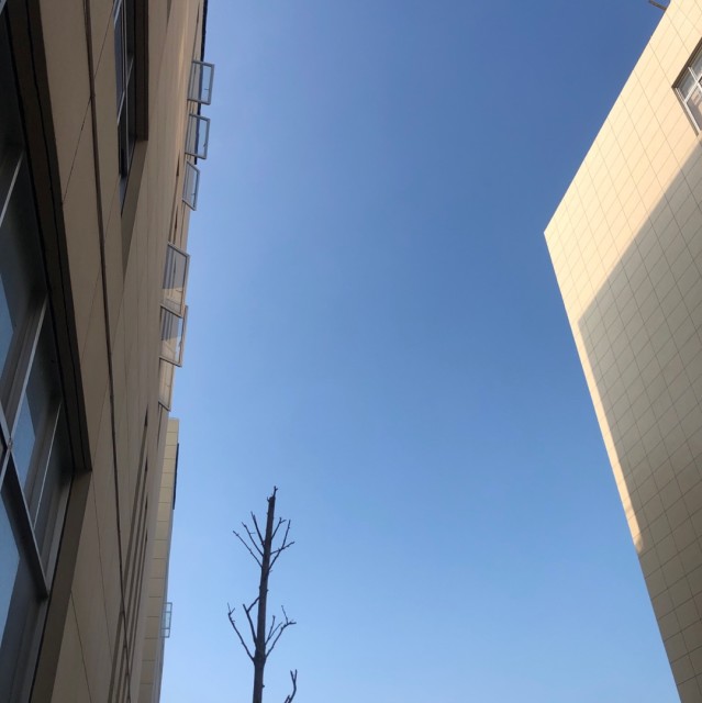 2371114 鸭子