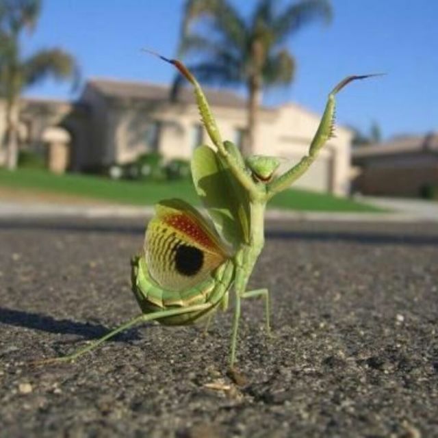 2372837 幻觉