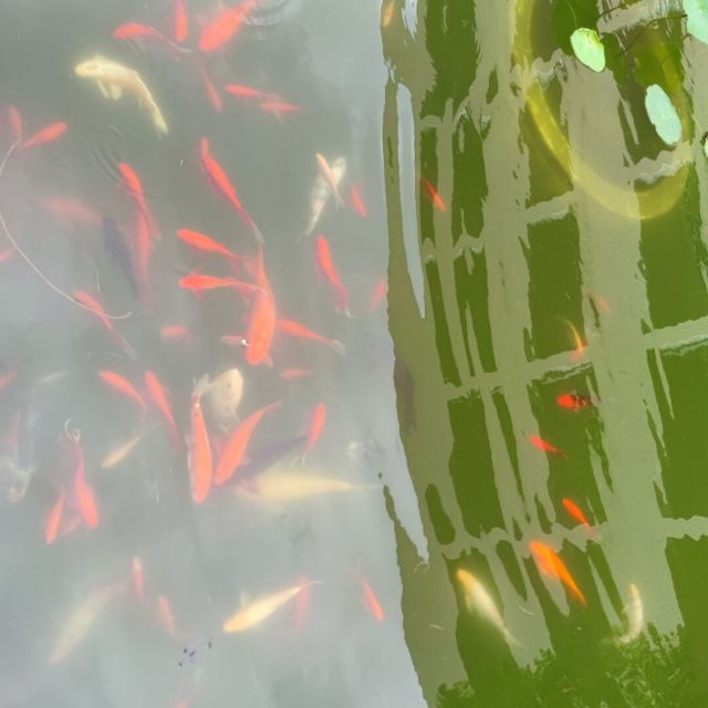 2375800 平静的鱼