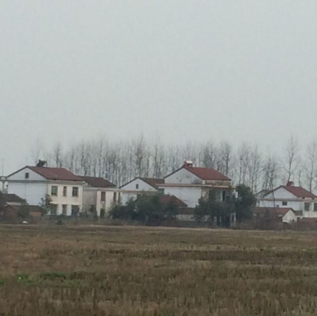 2376554 水杉
