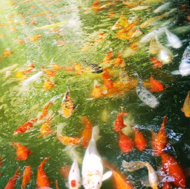 2378016 浓情咖啡