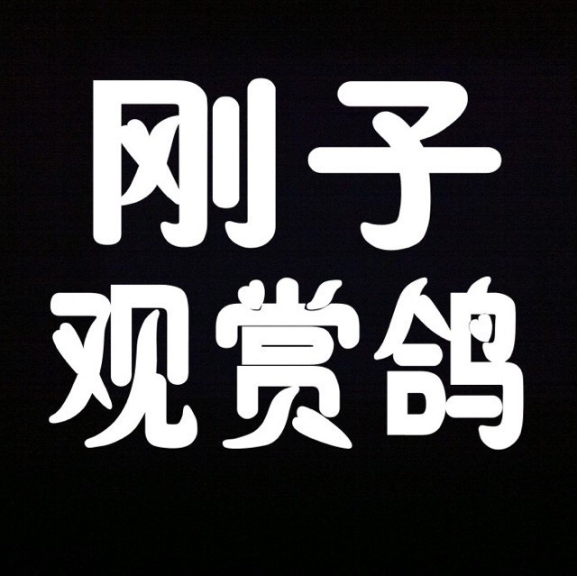 2445359 刚子观赏鸽