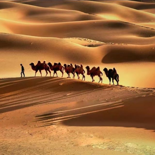 2458524 camel