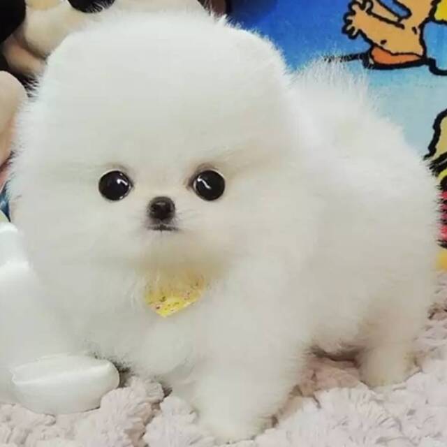 2458906 唯爱金子