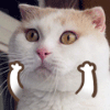 2460739 HOHO``