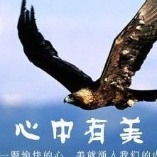 2461888 蒲公鹰