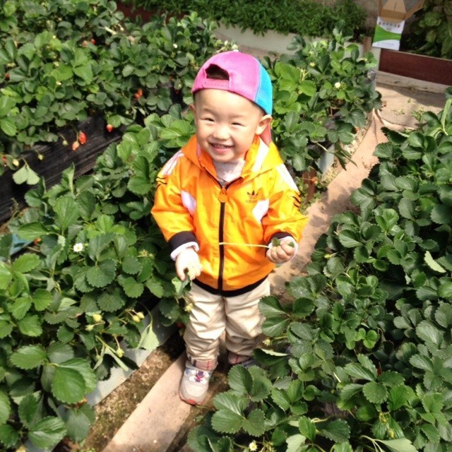 278145 ivy