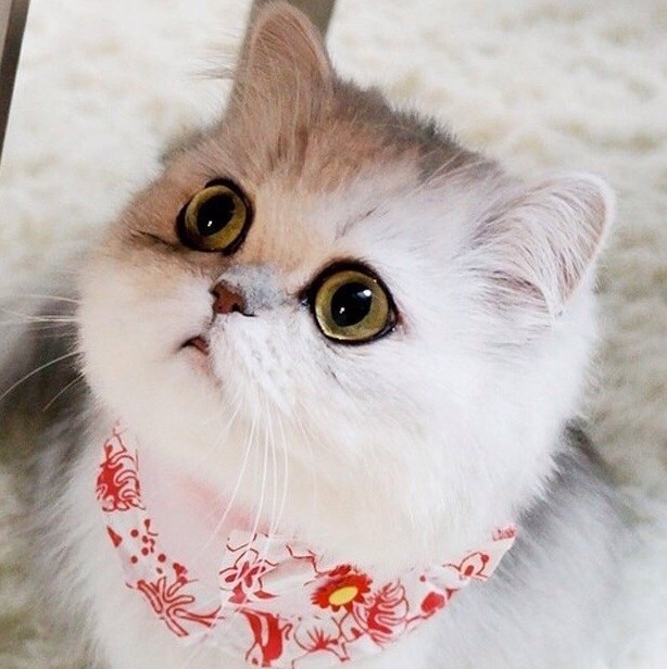 278716 酷酷猫