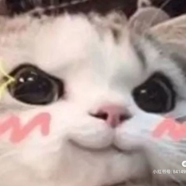 2846842 可可猫