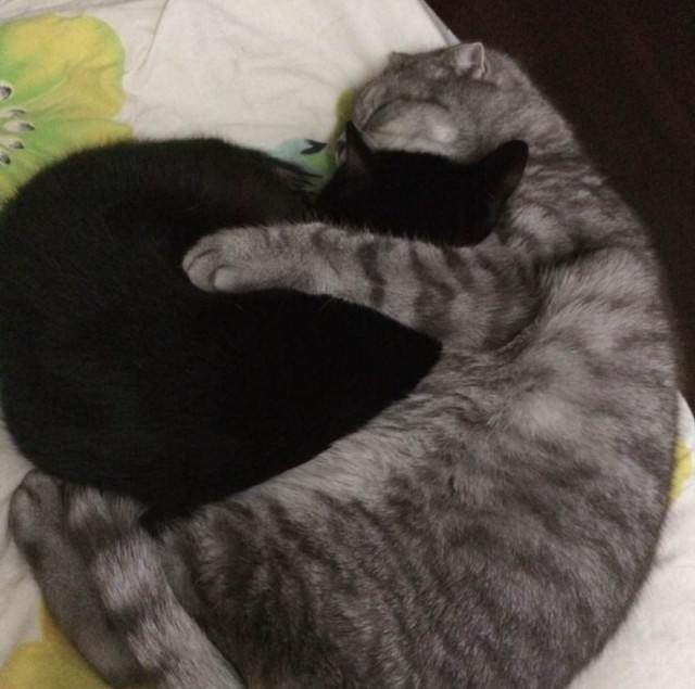 2850257 铁甲依然在