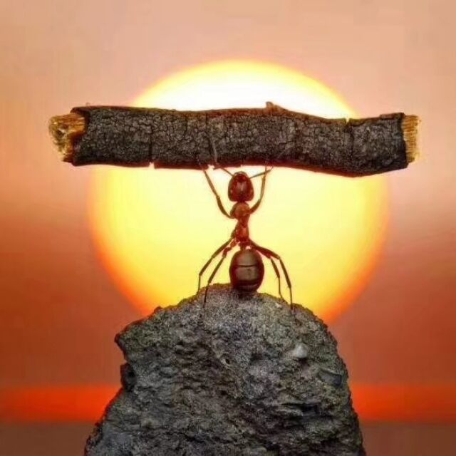 2853036 第二只蚂蚁