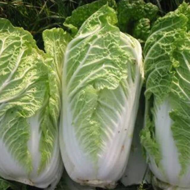 2863566 大白菜