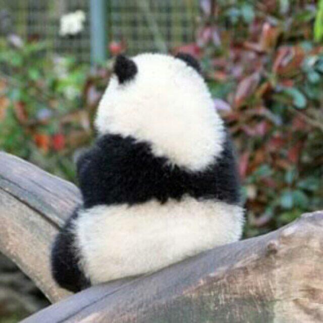 2864221 麦兜兜兜兜
