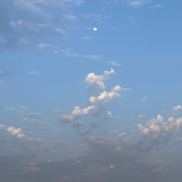 294908 博美主管 老兵